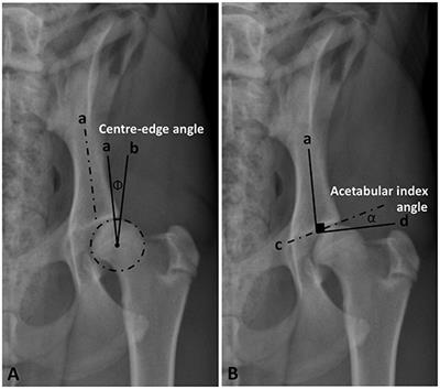 Modified FCI (Fédération Cynologique Internationale) Scoring of the Coxofemoral Joint in Labrador Retrievers Without and With Hip Dysplasia